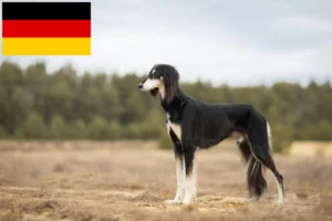 Lees meer over het artikel Saluki-fokkers en puppy’s in Duitsland