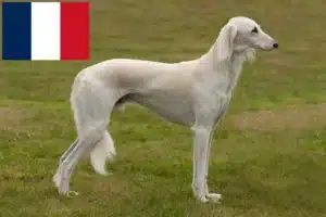 Lees meer over het artikel Saluki-fokkers en puppy’s in Frankrijk