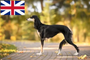 Lees meer over het artikel Saluki-fokkers en puppy’s in Groot-Brittannië