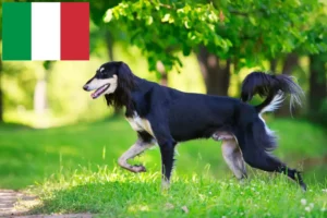 Lees meer over het artikel Saluki-fokkers en puppy’s in Italië