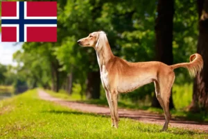 Lees meer over het artikel Saluki-fokkers en puppy’s in Noorwegen