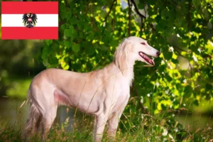 Lees meer over het artikel Saluki-fokkers en puppy’s in Oostenrijk