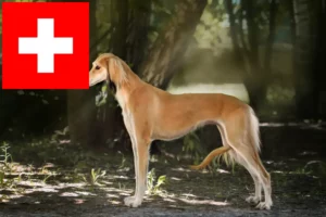Lees meer over het artikel Saluki-fokkers en puppy’s in Zwitserland