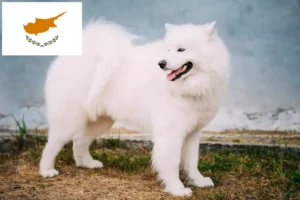 Lees meer over het artikel Samojeed fokkers en puppy’s in Cyprus