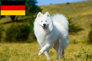 Lees meer over het artikel Samojeed fokkers en puppy’s in Duitsland