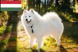 Lees meer over het artikel Samojeed fokkers en puppy’s in Hongarije