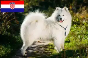 Lees meer over het artikel Samojeed fokkers en puppy’s in Kroatië
