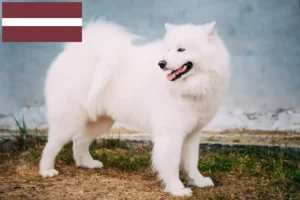Lees meer over het artikel Samojeed fokkers en pups in Letland