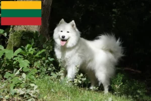 Lees meer over het artikel Samojeed fokkers en pups in Litouwen