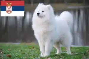 Lees meer over het artikel Samojeed fokkers en pups in Servië
