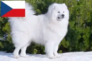 Lees meer over het artikel Samojeed fokkers en puppy’s in Tsjechië