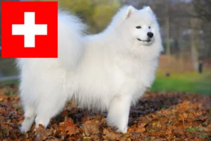 Lees meer over het artikel Samojeed fokkers en pups in Zwitserland