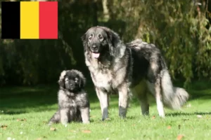 Lees meer over het artikel Šarplaninac fokkers en pups in België