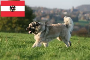 Lees meer over het artikel Šarplaninac fokkers en pups in Oostenrijk