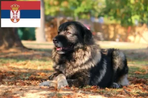 Lees meer over het artikel Šarplaninac fokkers en pups in Servië