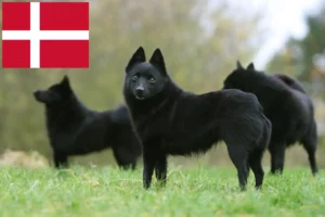 Lees meer over het artikel Schipperke fokkers en pups in Denemarken