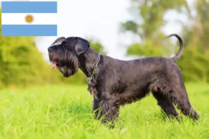 Lees meer over het artikel Schnauzer fokkers en pups in Argentinië