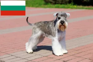Lees meer over het artikel Schnauzer fokkers en pups in Bulgarije