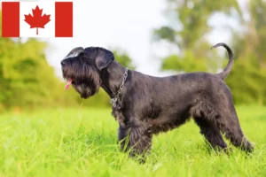 Lees meer over het artikel Schnauzer fokkers en pups in Canada