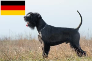 Lees meer over het artikel Schnauzer fokkers en puppies in Duitsland