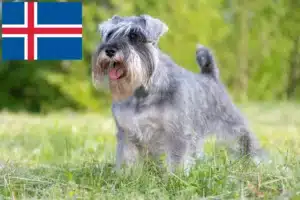 Lees meer over het artikel Schnauzer fokkers en pups in IJsland