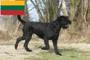 Lees meer over het artikel Schnauzer fokkers en pups in Litouwen