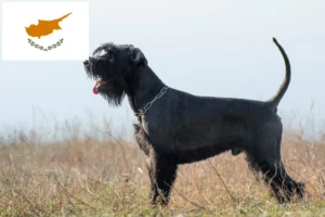 Lees meer over het artikel Schnauzer fokkers en pups in Cyprus