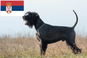 Lees meer over het artikel Schnauzer fokkers en pups in Servië
