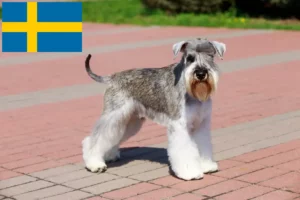 Lees meer over het artikel Schnauzer fokkers en pups in Zweden