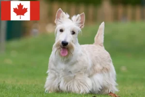 Lees meer over het artikel Schotse Terrier fokkers en puppies in Canada