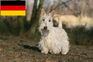 Lees meer over het artikel Schotse Terrier fokkers en puppies in Duitsland