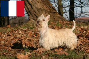 Lees meer over het artikel Schotse Terrier fokkers en puppies in Frankrijk