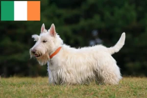 Lees meer over het artikel Schotse Terrier fokkers en puppies in Ierland