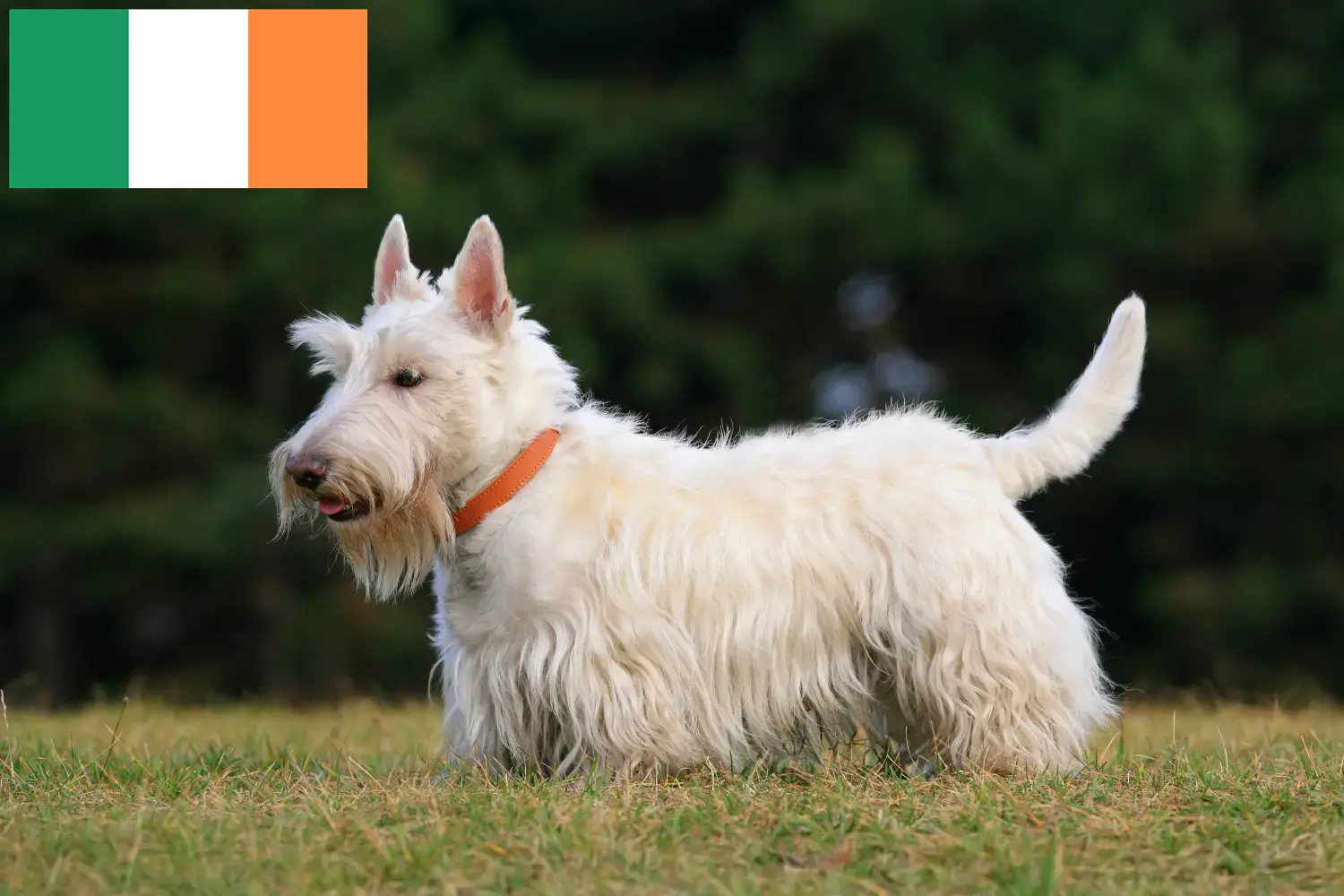 Schotse Terrier puppy's en fokkers Ierland Zoek Schotse Terriër fokkers in Ierland.