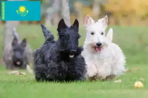 Lees meer over het artikel Schotse Terriër fokkers en puppies in Kazachstan