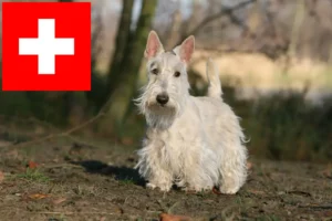 Lees meer over het artikel Schotse Terrier fokkers en pups in Zwitserland