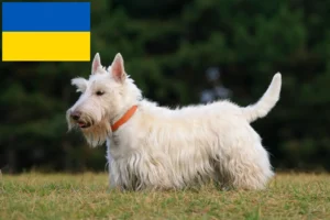 Lees meer over het artikel Schotse Terriër fokkers en pups in Oekraïne