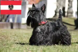 Lees meer over het artikel Schotse Terrier fokkers en pups in Oostenrijk