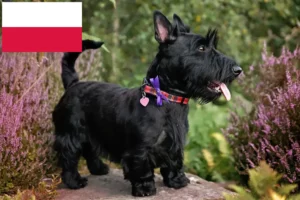 Lees meer over het artikel Schotse Terrier fokkers en puppies in Polen