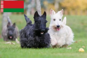 Lees meer over het artikel Schotse Terrier fokkers en puppies in Wit-Rusland