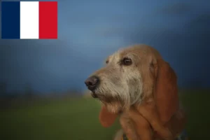 Lees meer over het artikel Segugio Italiano fokkers en pups in Frankrijk