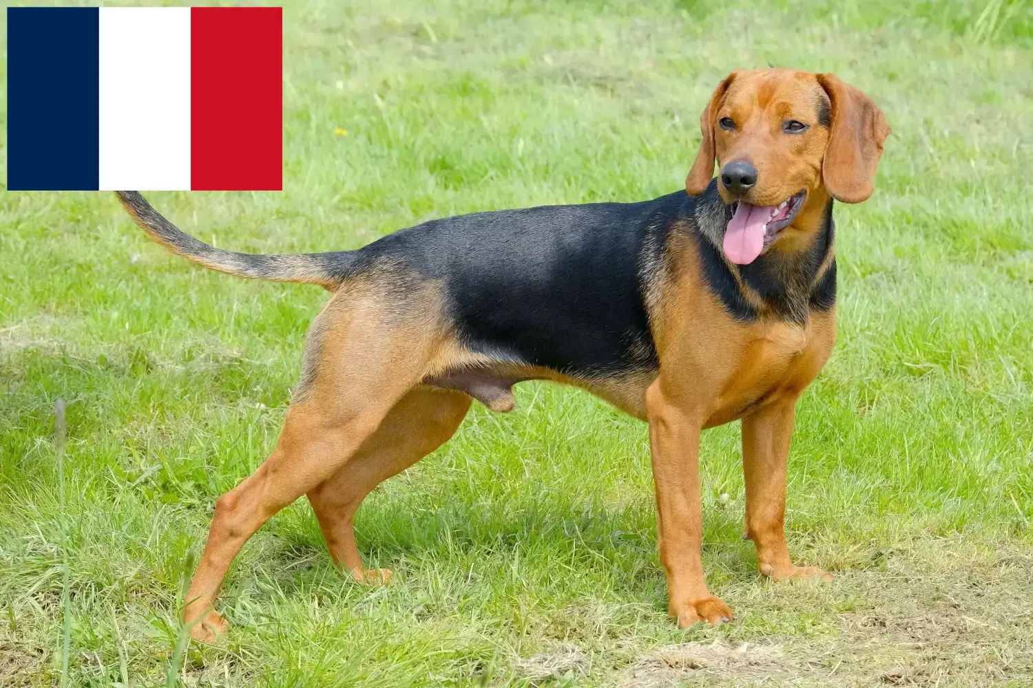 Servische Hond puppy's en fokkers Frankrijk Hier vind je fokkers van Servische Honden in Frankrijk.