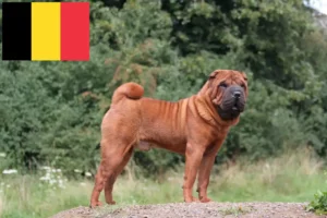 Lees meer over het artikel Shar-Pei fokkers en pups in België