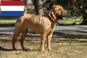Lees meer over het artikel Shar-Pei fokkers en pups in Nederland