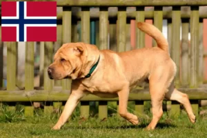 Lees meer over het artikel Shar-Pei fokkers en puppy’s in Noorwegen