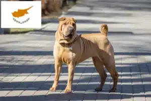 Lees meer over het artikel Shar-Pei fokkers en puppy’s in Cyprus