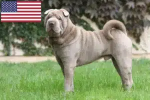 Lees meer over het artikel Shar-Pei fokkers en puppy’s in de VS