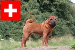 Lees meer over het artikel Shar-Pei fokkers en pups in Zwitserland
