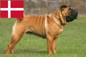 Lees meer over het artikel Shar-Pei fokkers en pups in Denemarken