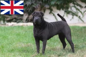 Lees meer over het artikel Shar-Pei fokkers en puppy’s in Groot-Brittannië